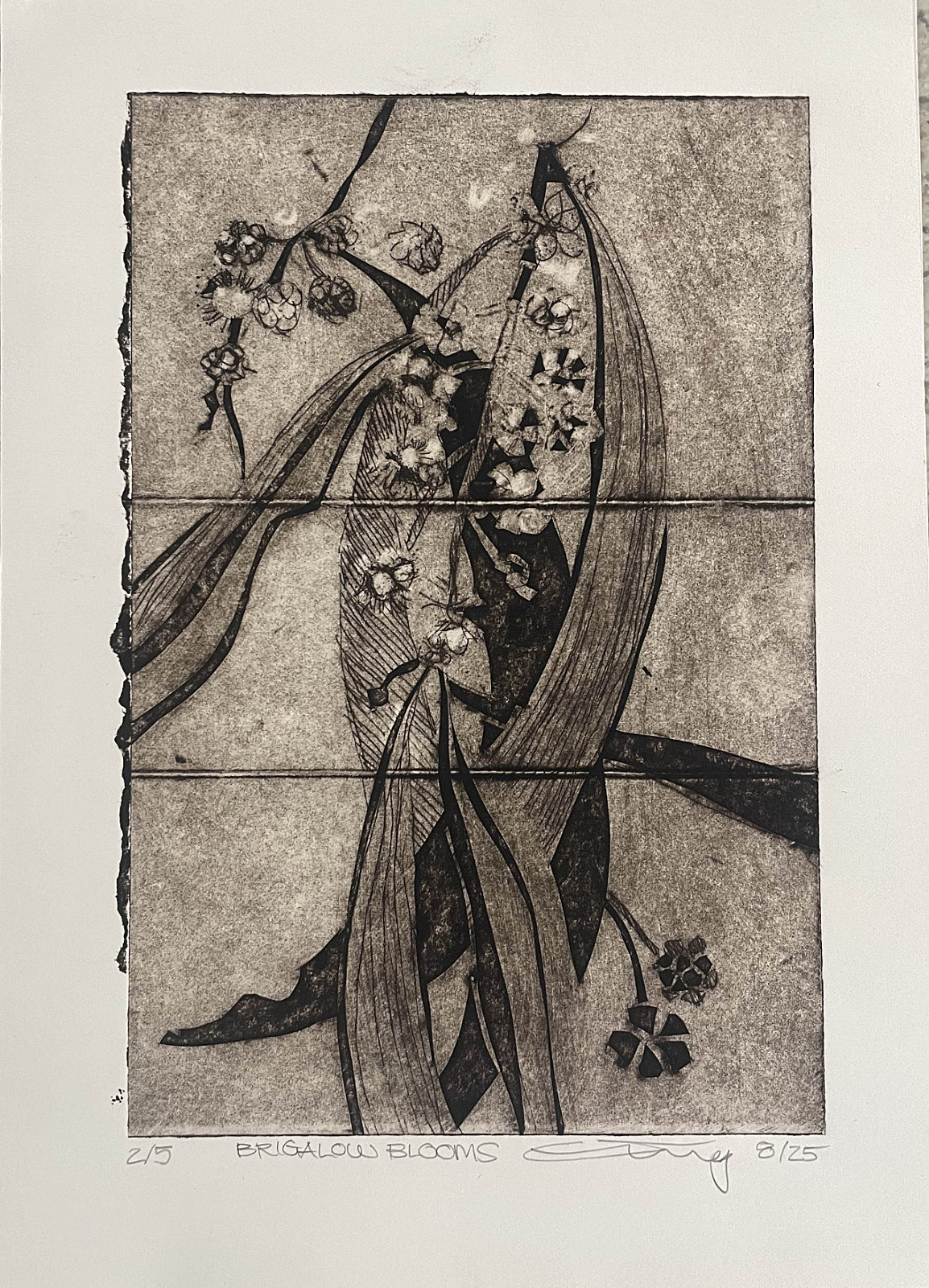 Brigalow Blossom Tetrapak drypoint 2025